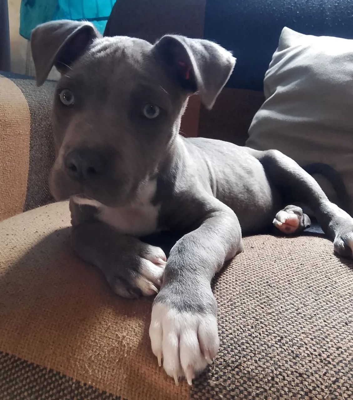 Cachorro - Foto 3