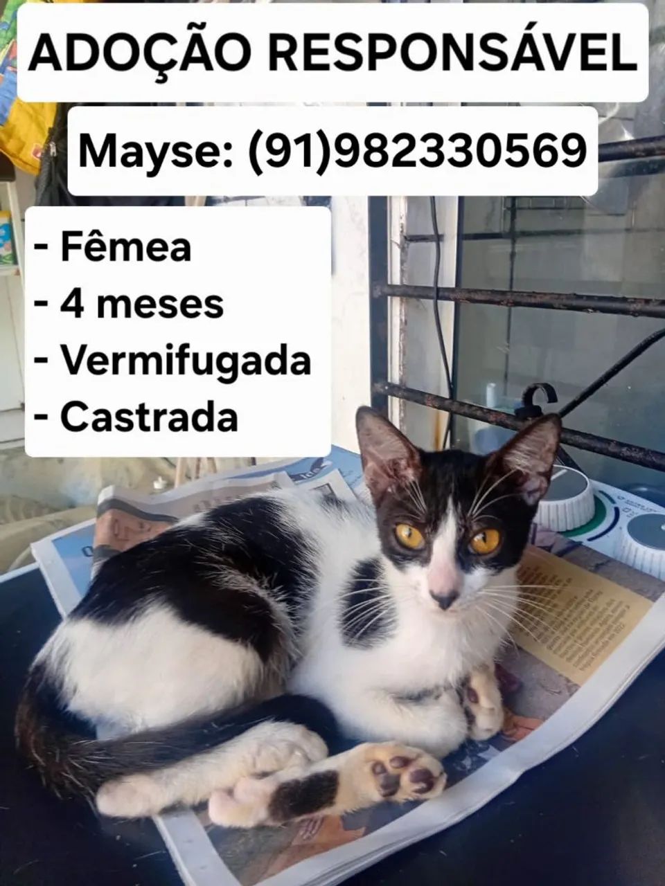 ADOÇÃO GATO - Foto 4