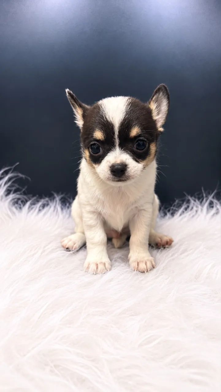 Chihuahua  - Foto 4