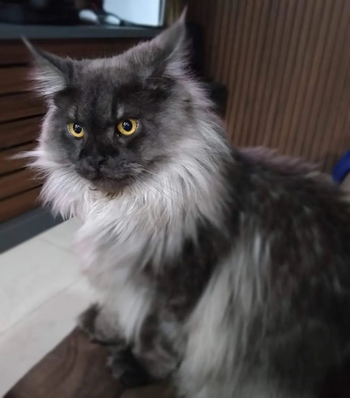 Filhotes Maine Coon - Foto 6