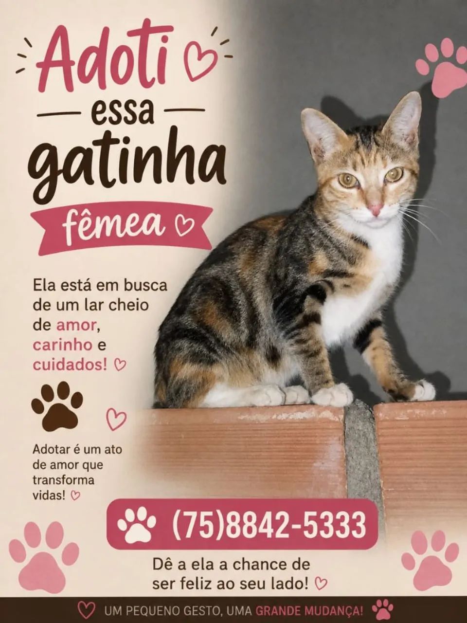 Gatinho para adoção 