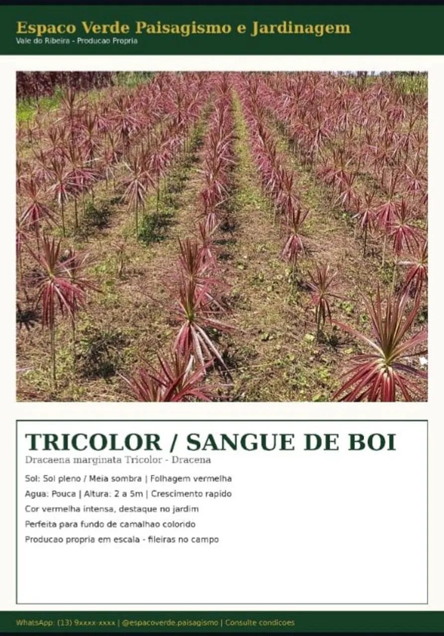 Jardineiro e jardinagem  - Foto 2