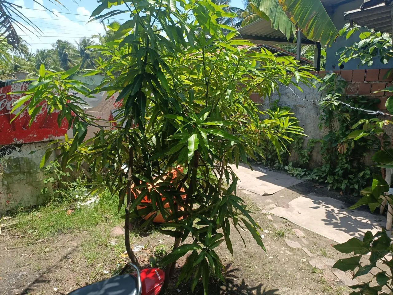 Casa - Foto 3