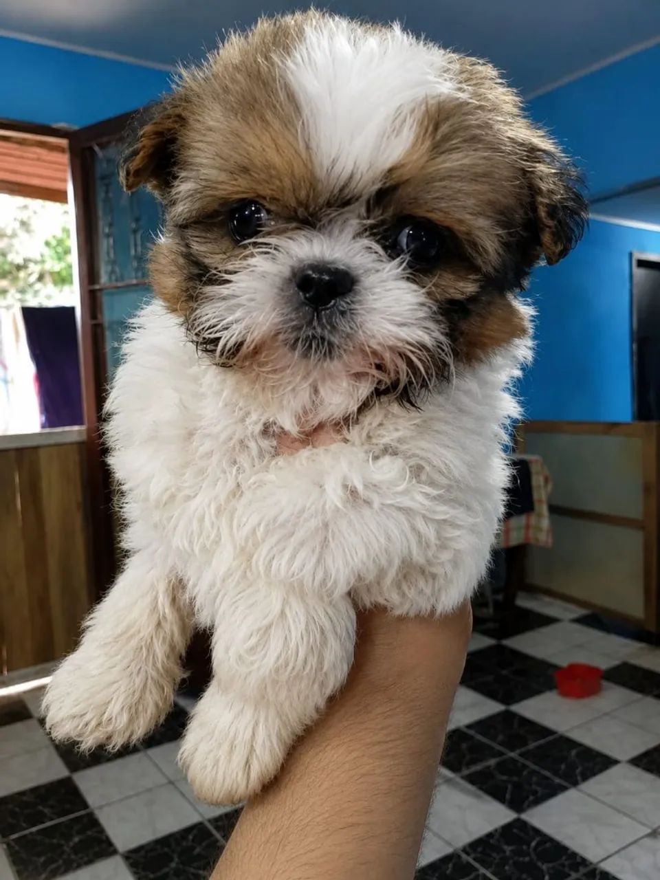 Lindos machos shih tzu 
