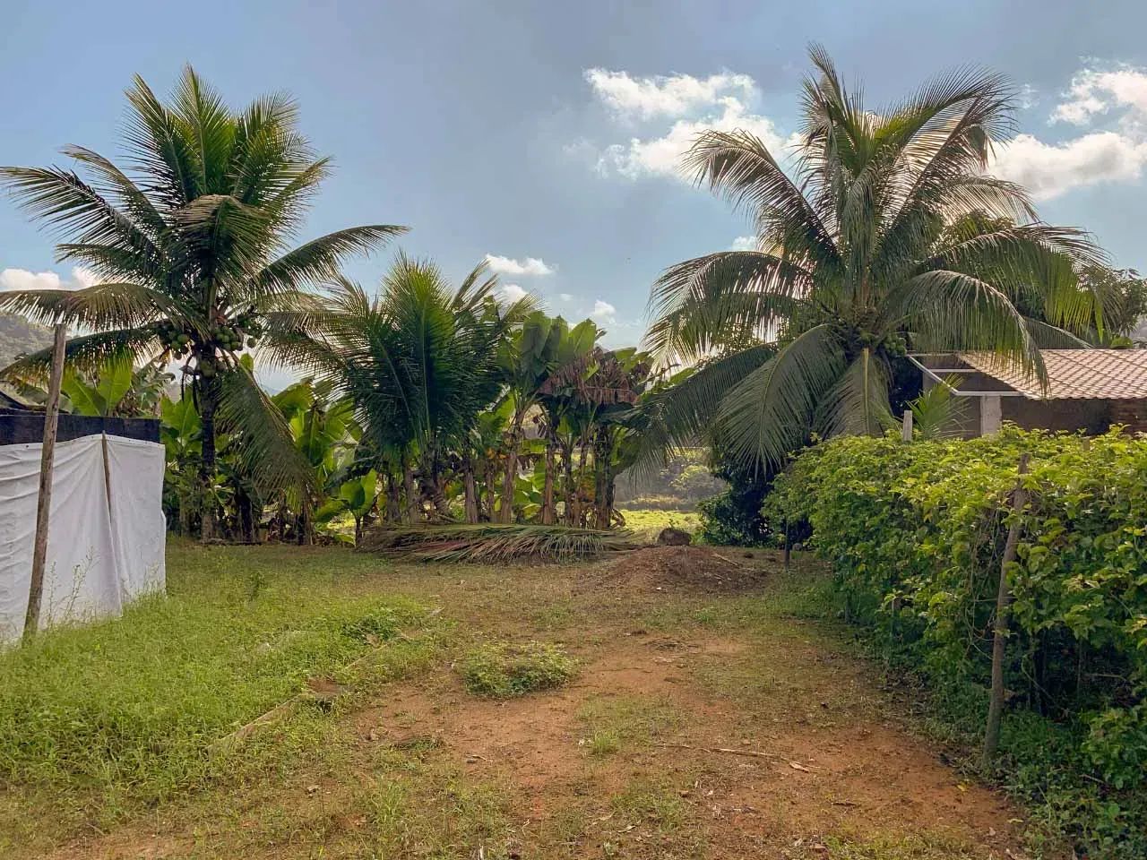 Sítio com plantação para venda - Foto 4