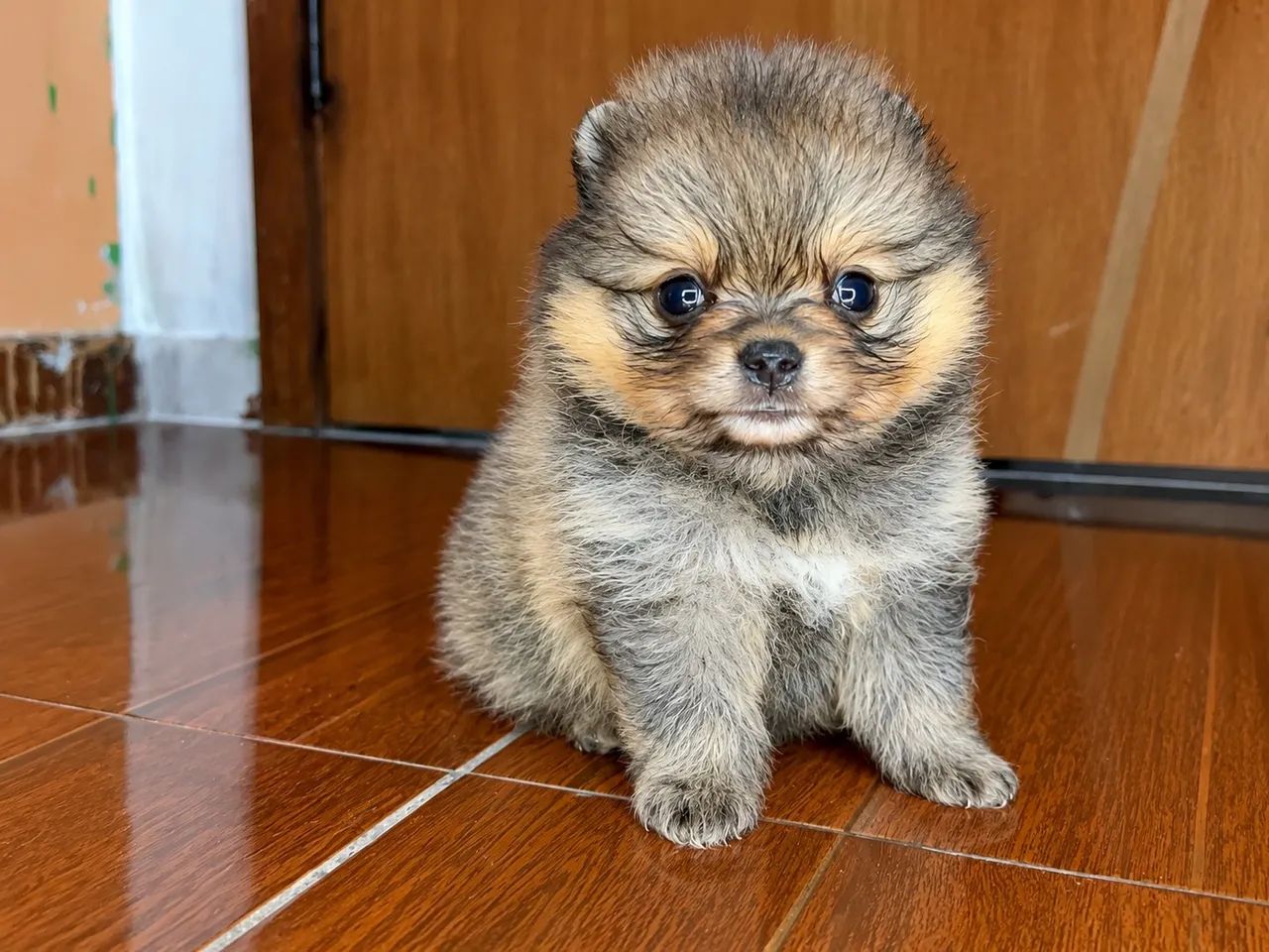 Cachorro
