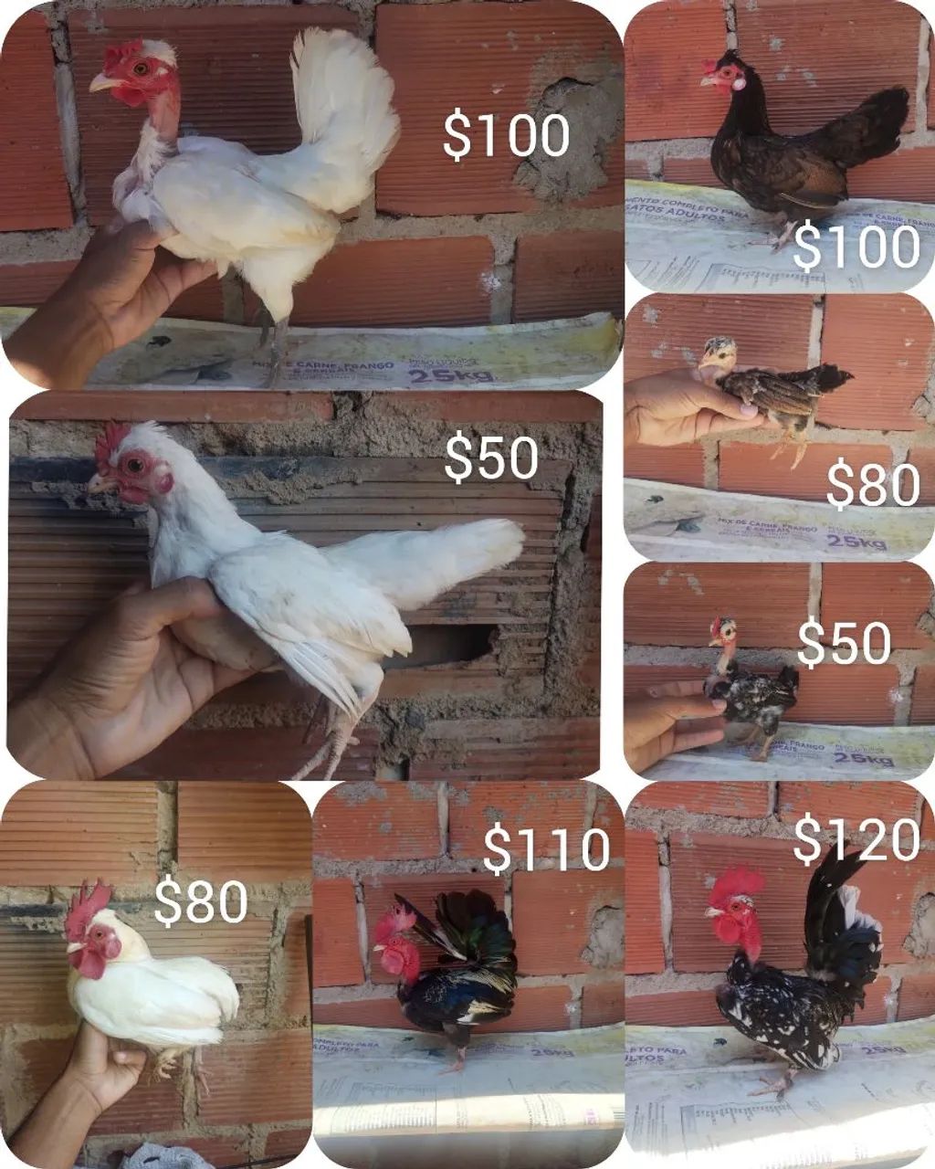 Galinhas mini
