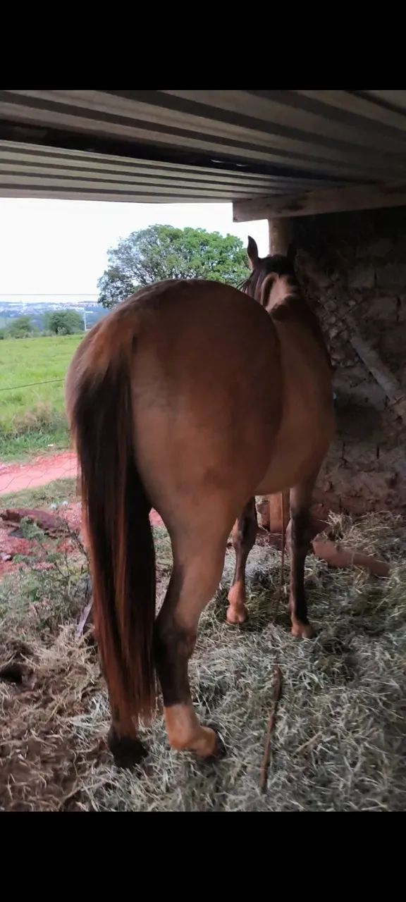 POTRO - Foto 4