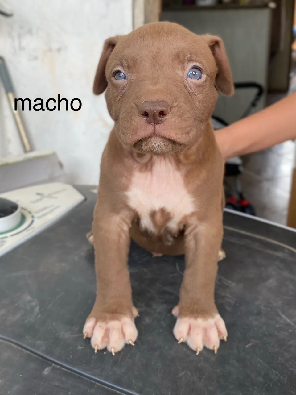 Filhote de pitbull macho  - Foto 2