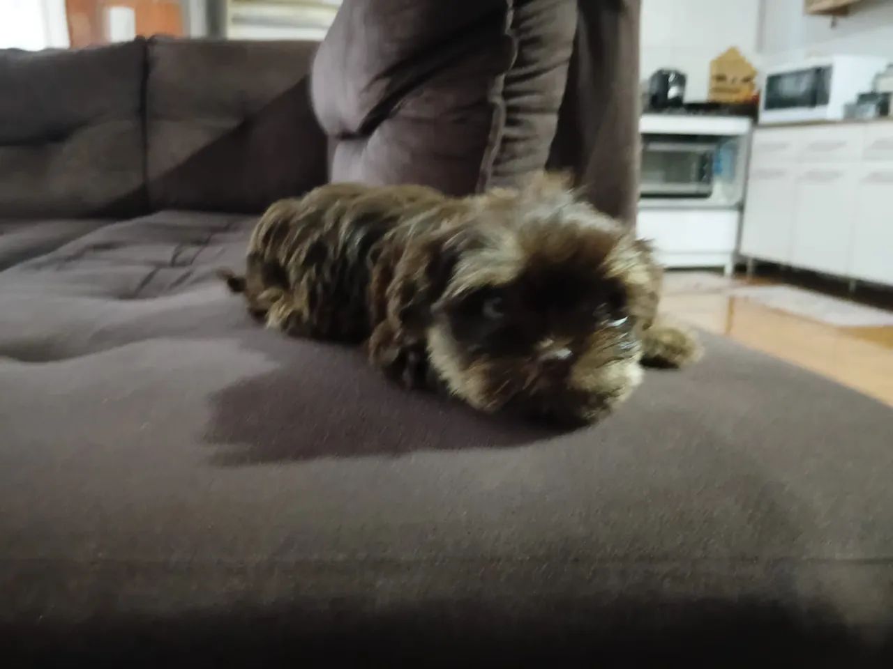 Shorkey  - Foto 4