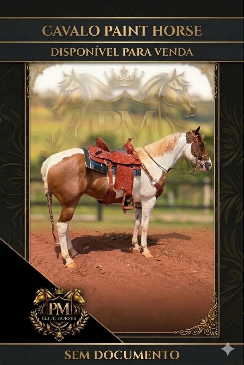 Cavalo Paint Horse Sem Registro - Foto 2