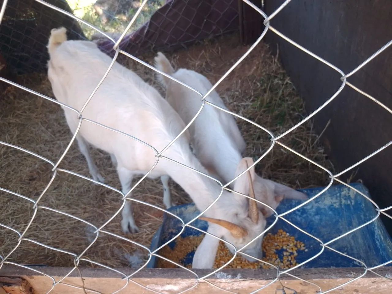 Vendo cabra e cabritinho  - Foto 2