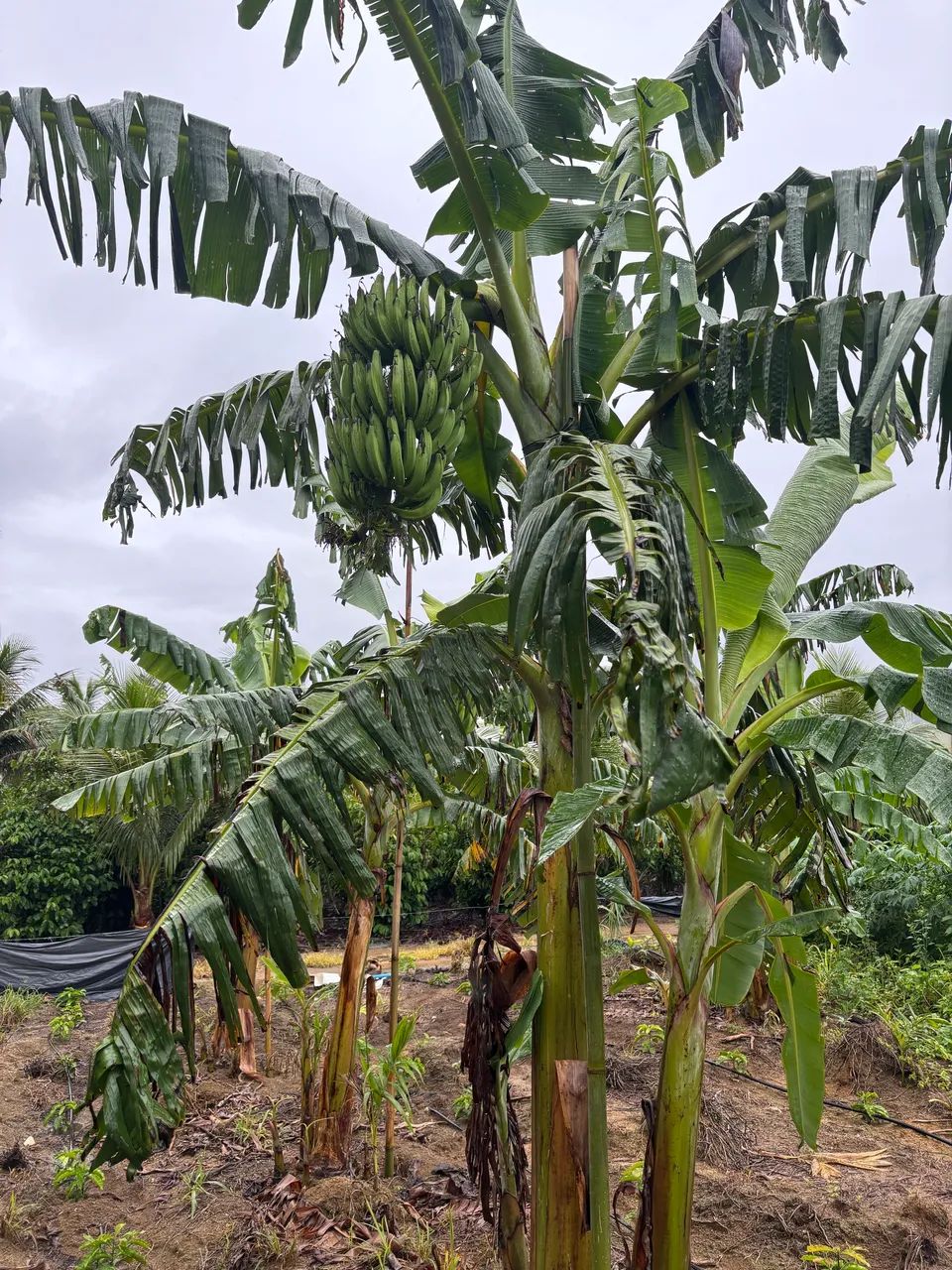 Mudas banana da terra - Foto 6