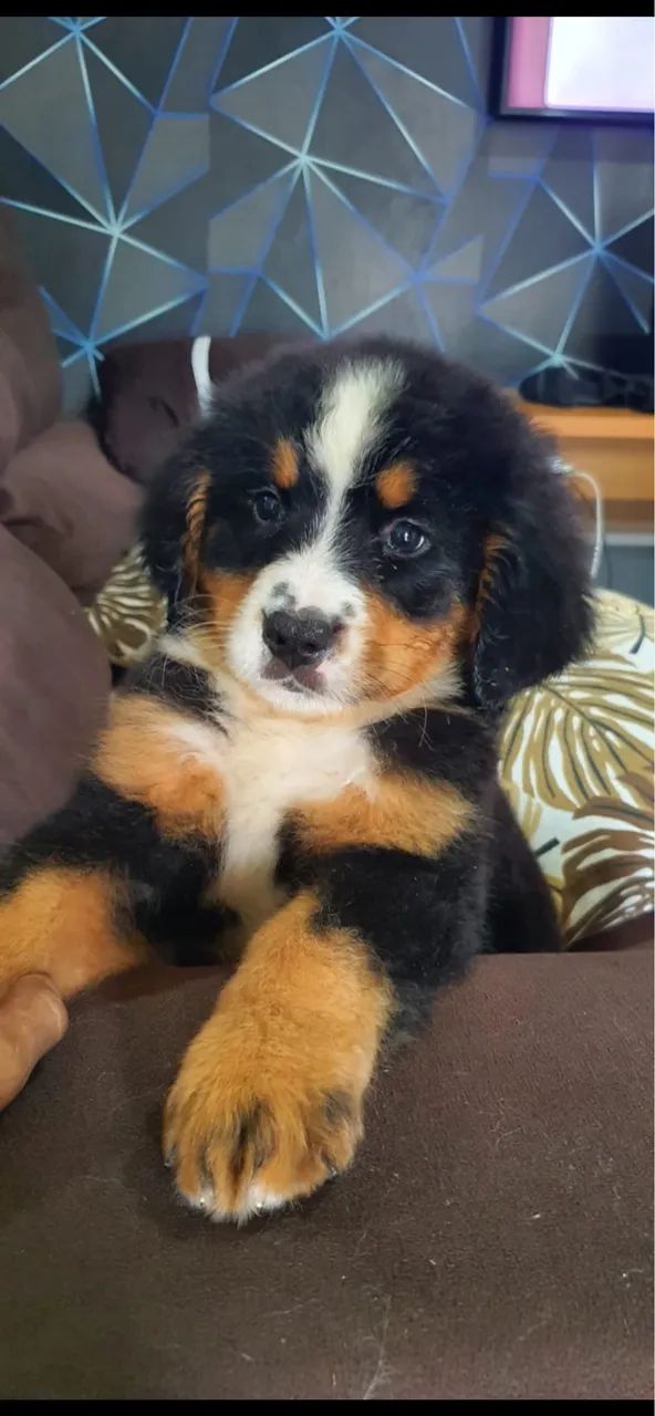 Bernese com 62 dias vacinado e vermifugado 