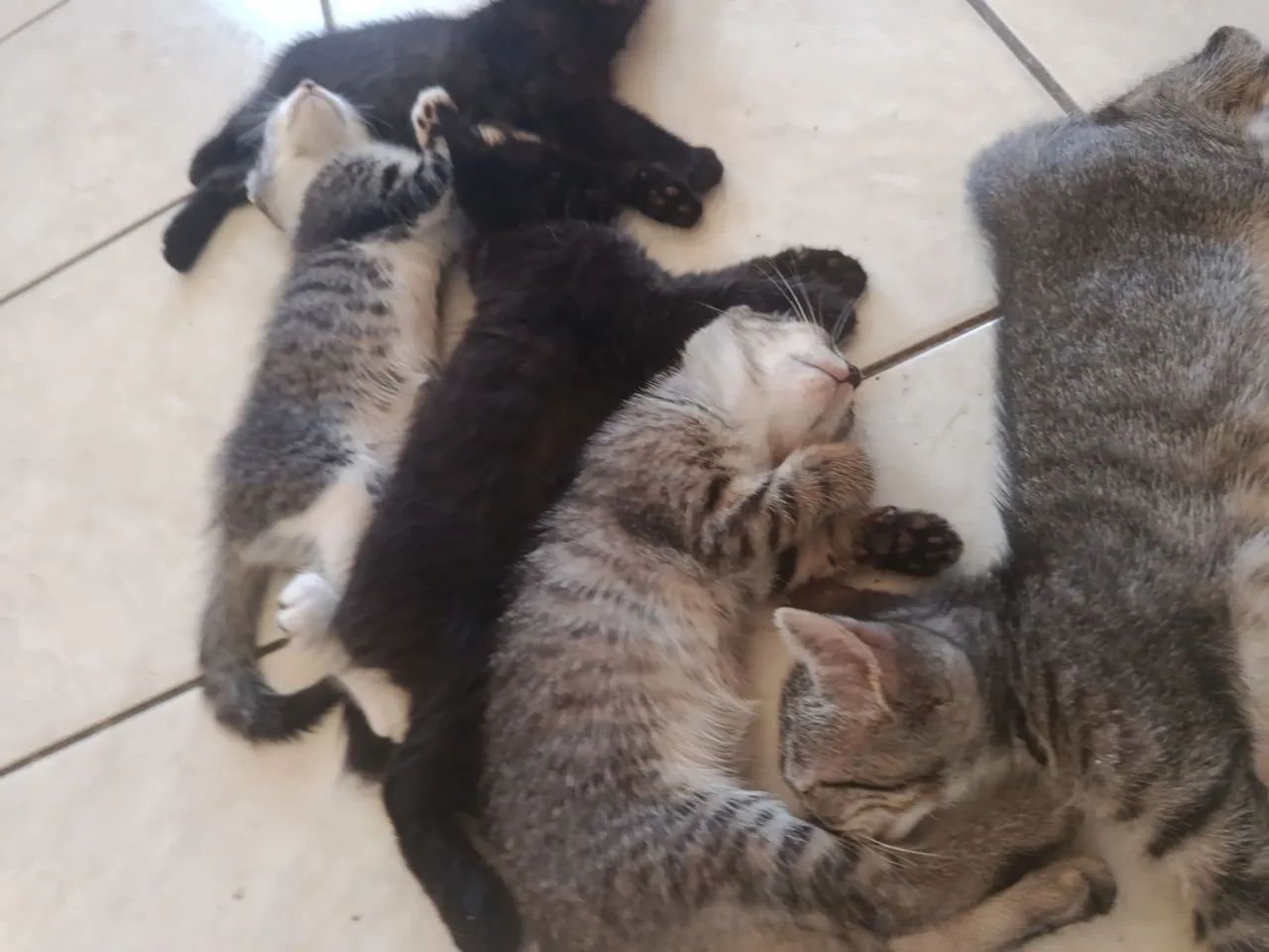 Gatinho fofinho pra adoção  - Foto 5