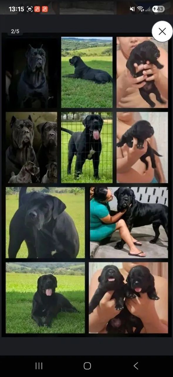 Cane corso  - Foto 4