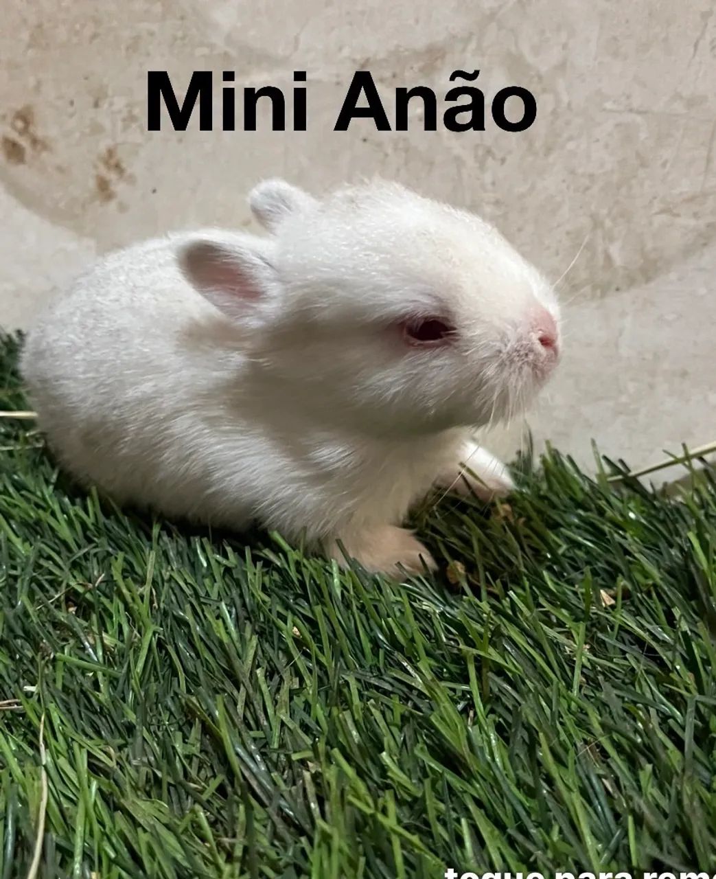 Coelhos Netherland Dwarf  - Foto 3