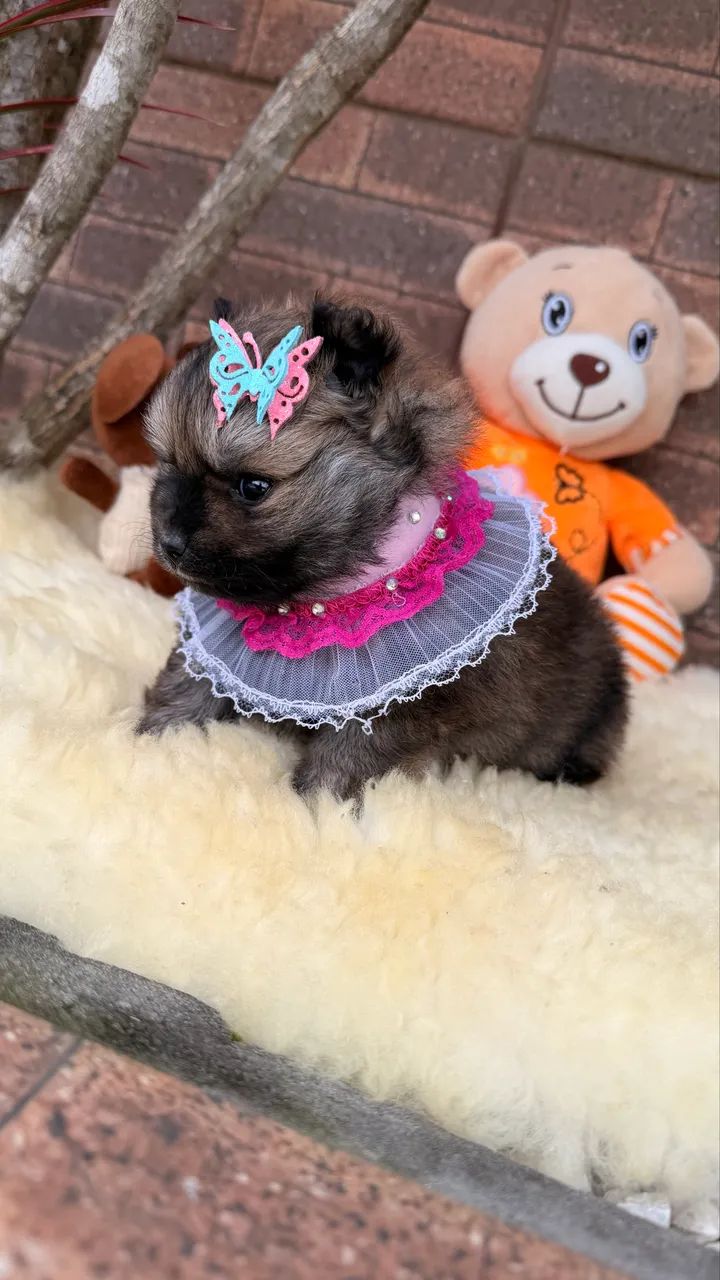 Lulu da Pomerania!! - Foto 5