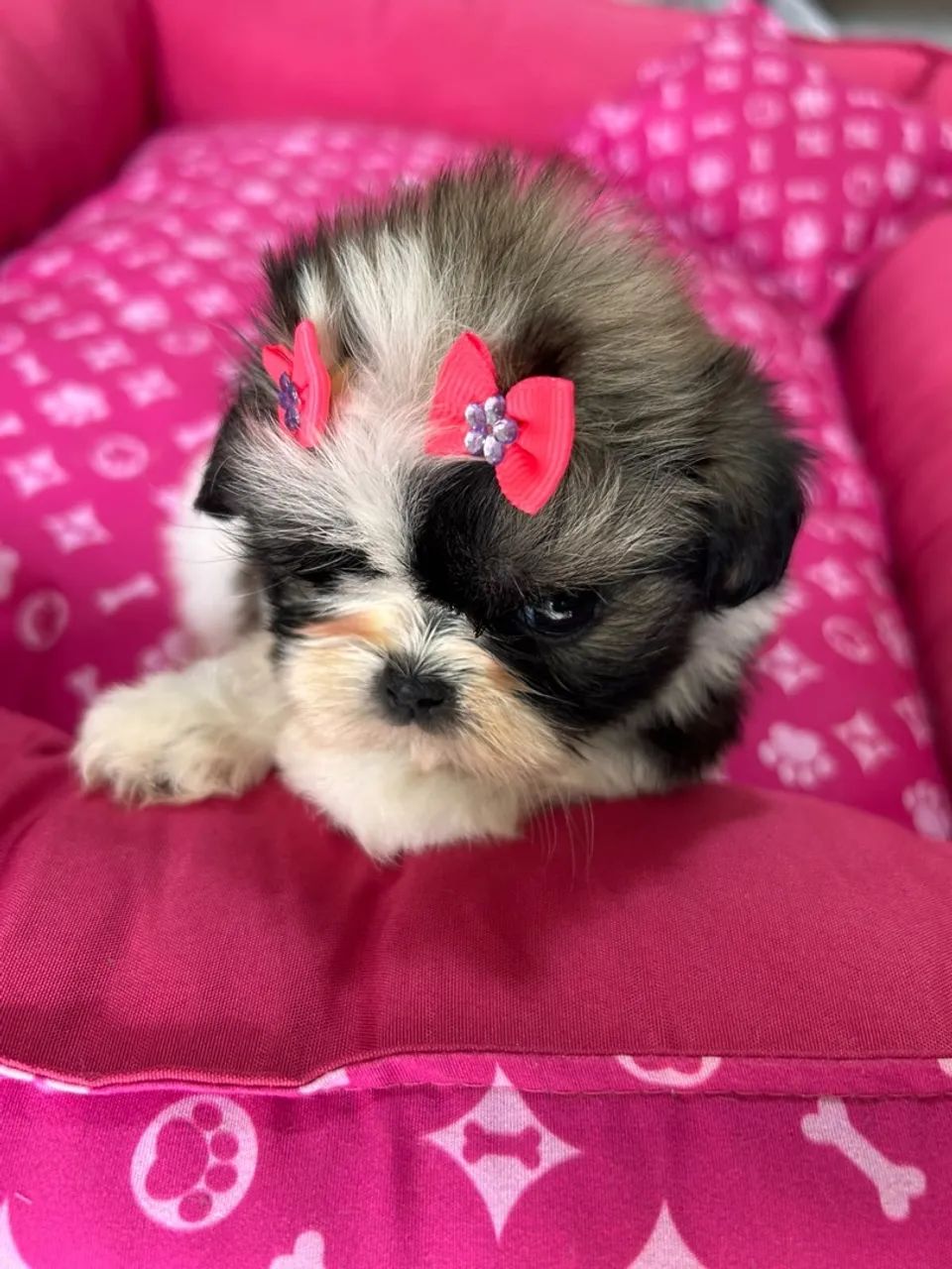 Shihtzus - Foto 4