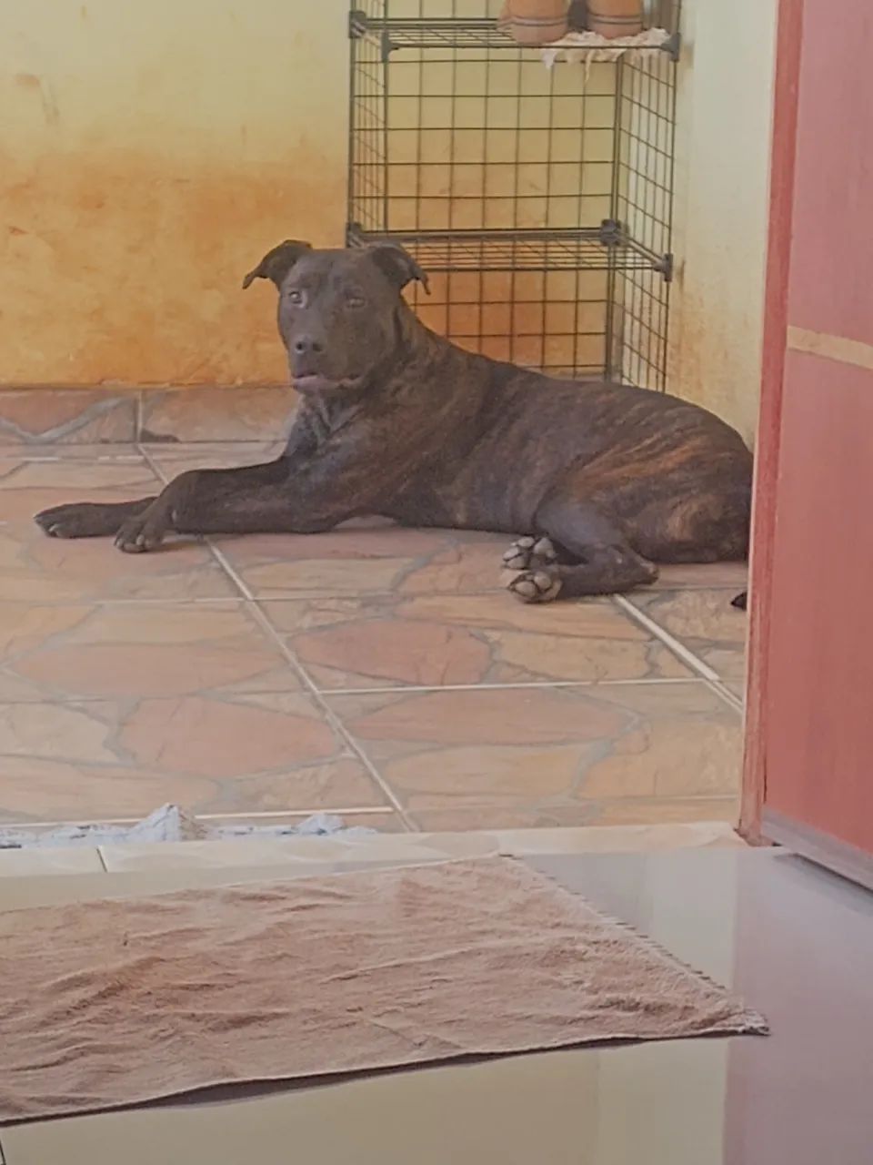 Doa- se pit bull  - Foto 2