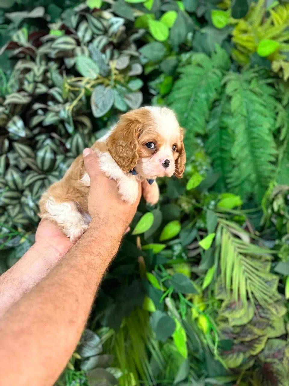 Cavalier King  - Foto 2