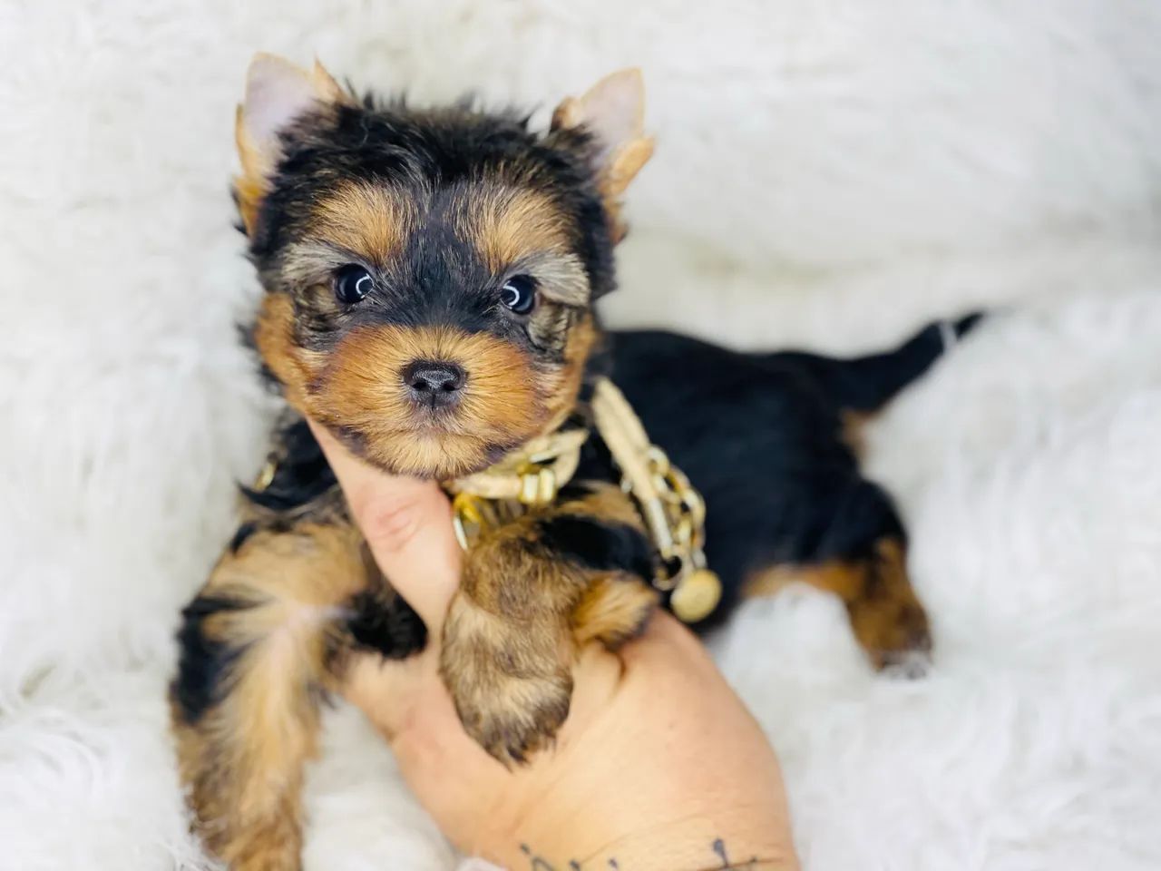 Lindo macho  mini york com pedigree