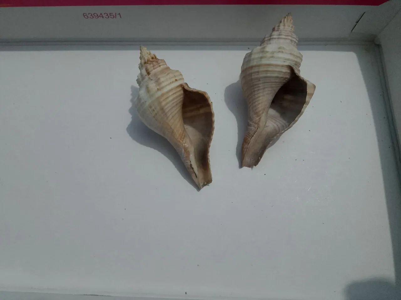 Kit 2 conchas de caramujo marinho  - Foto 2
