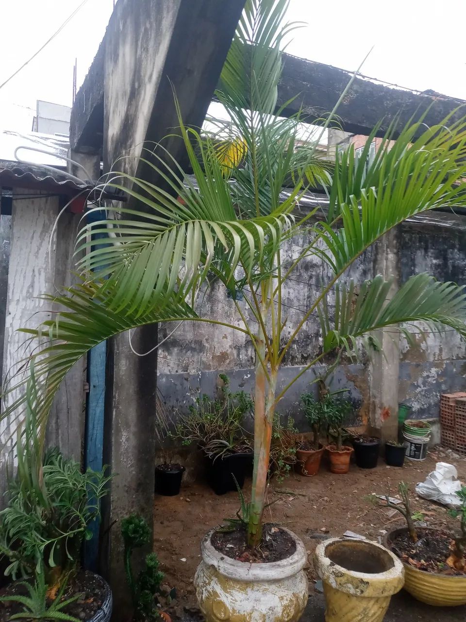 Plantas 