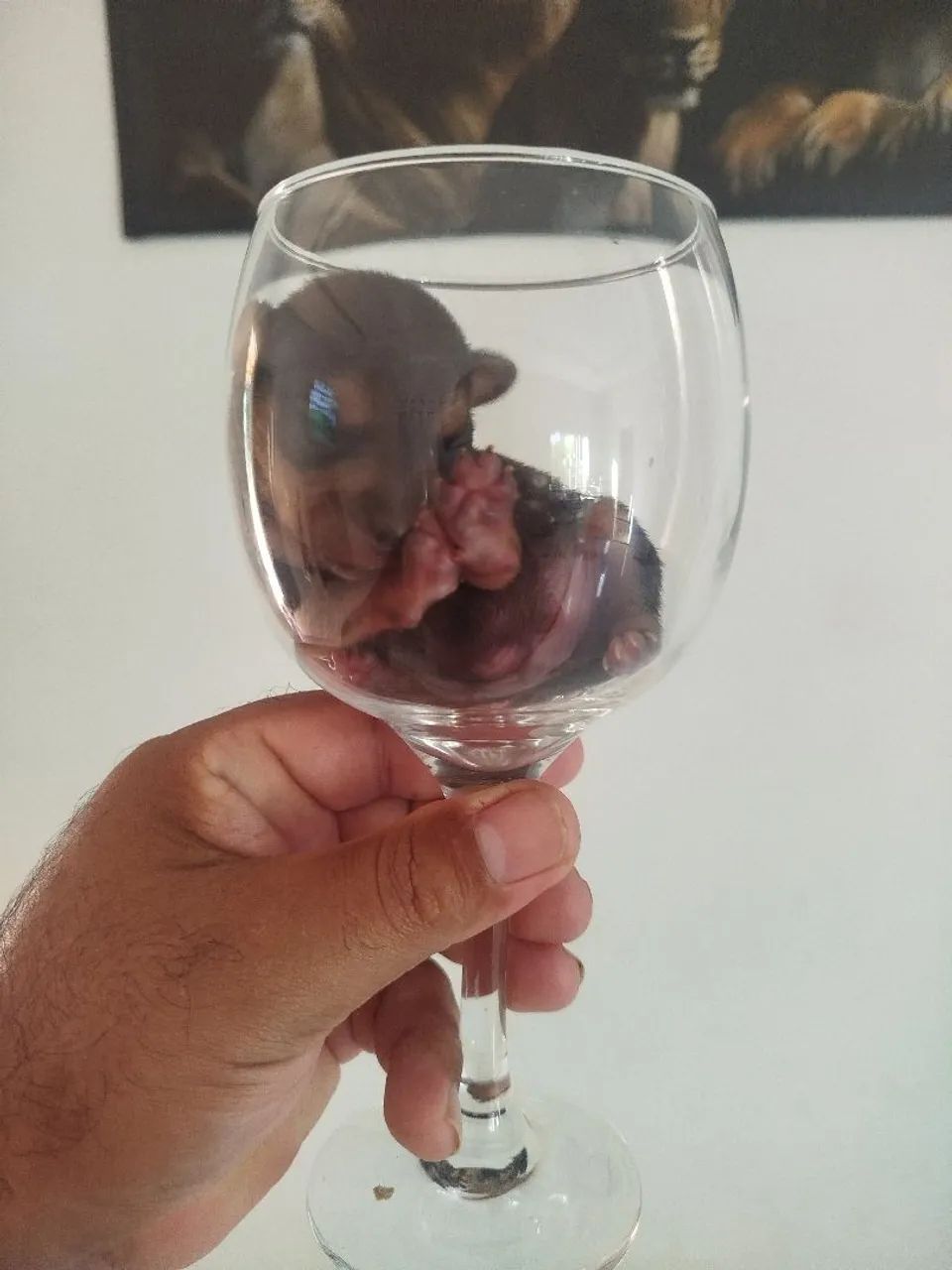 Pincher número 0  - Foto 2