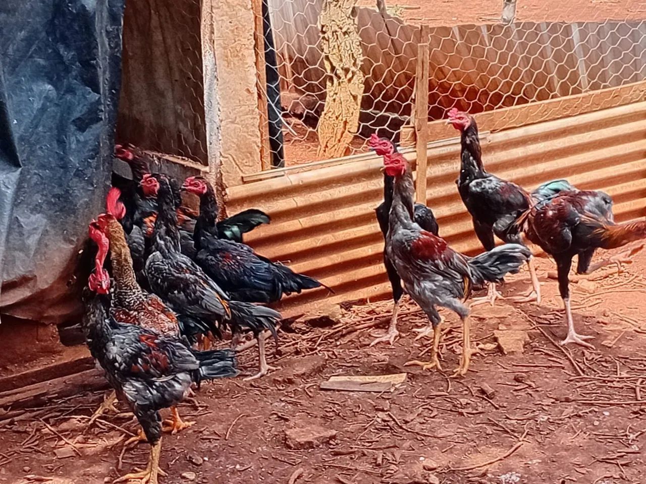 Frango Caipira  - Foto 3