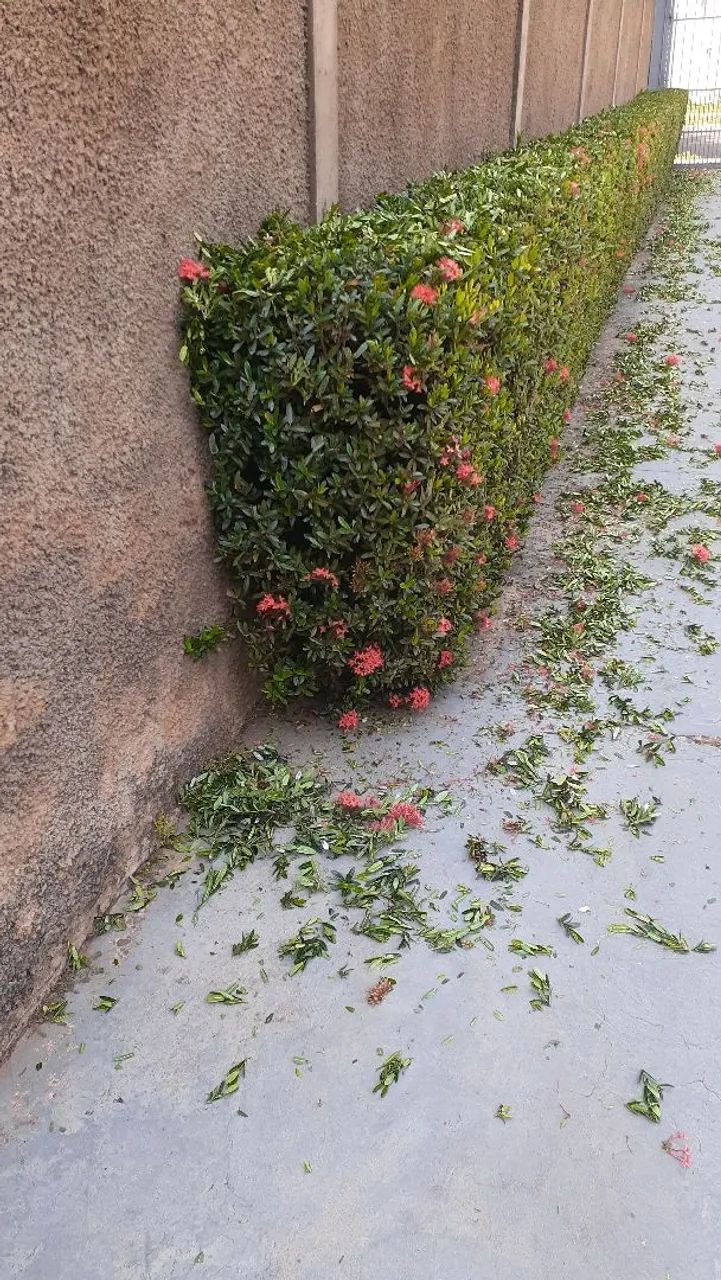 Jardinagem  engeral  - Foto 4