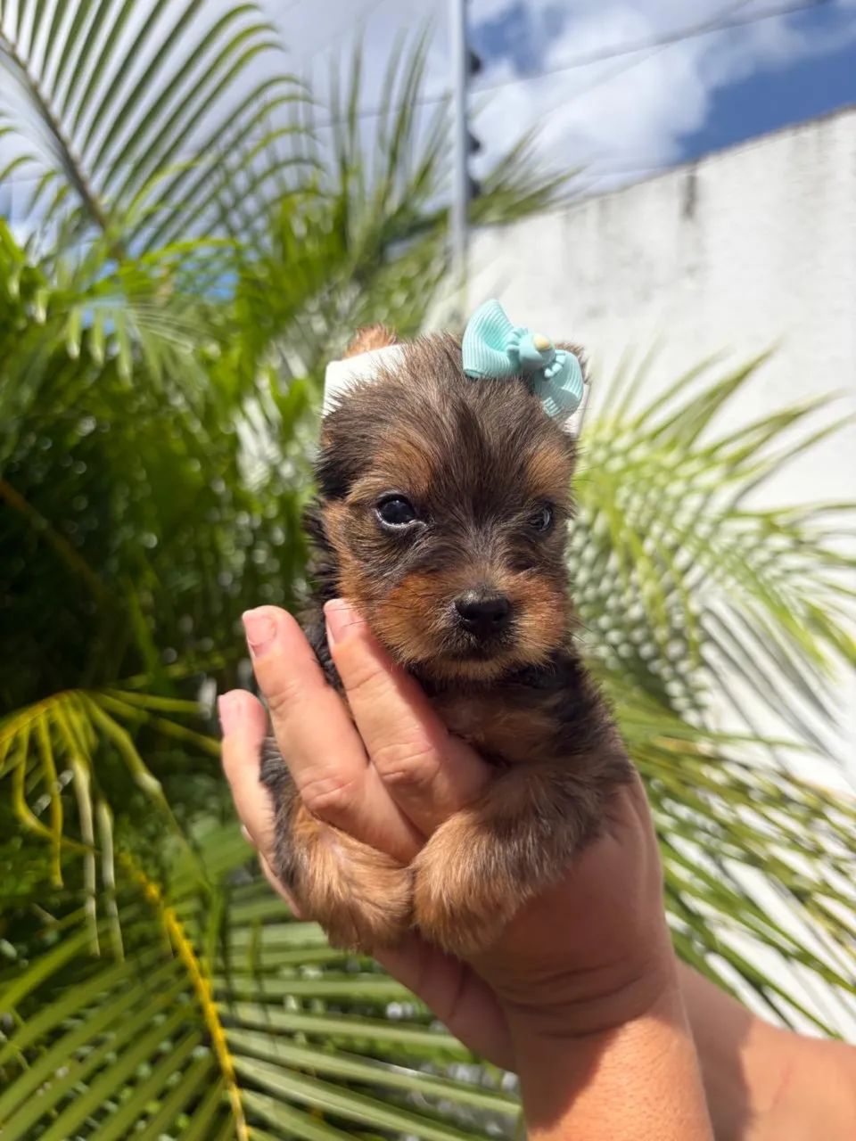 Yorkshire terrier disponível  - Foto 2