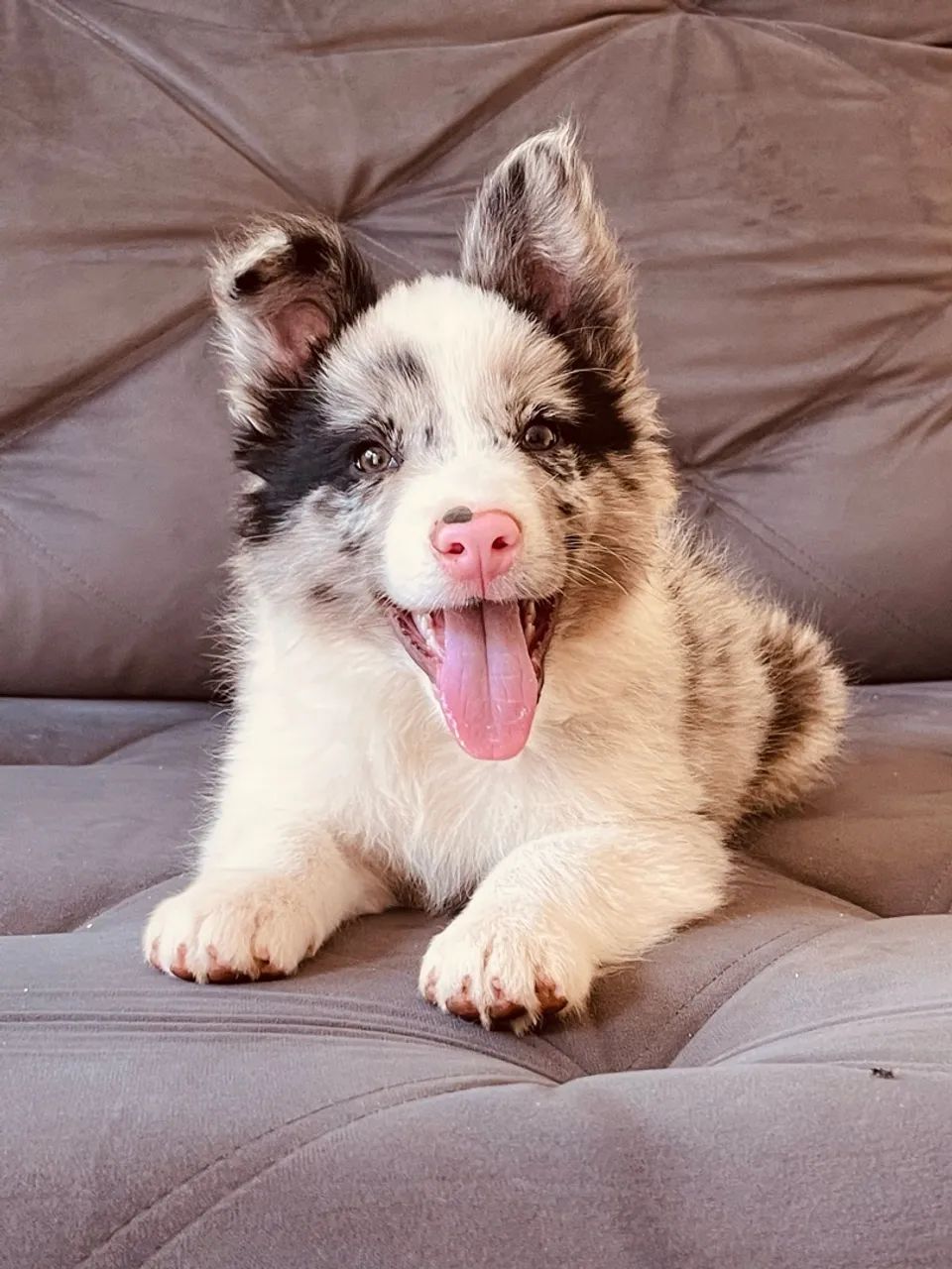 border collie  - Foto 2