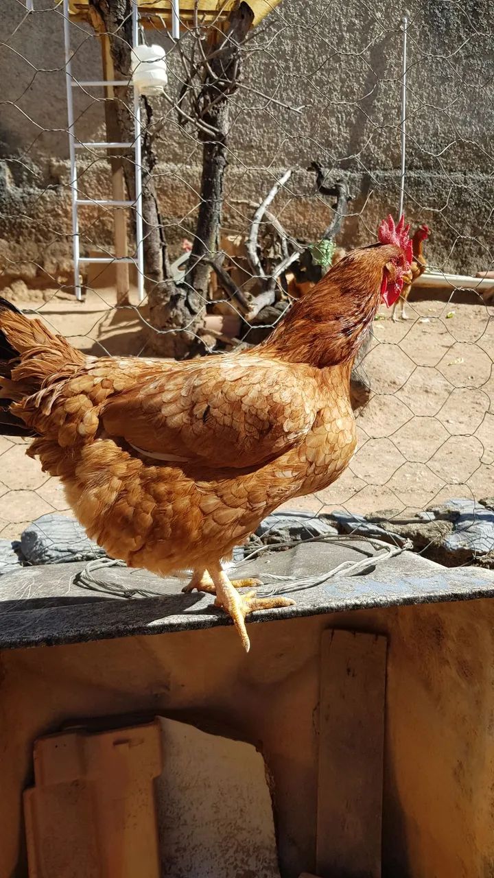Galinha Isa Brow  - Foto 4