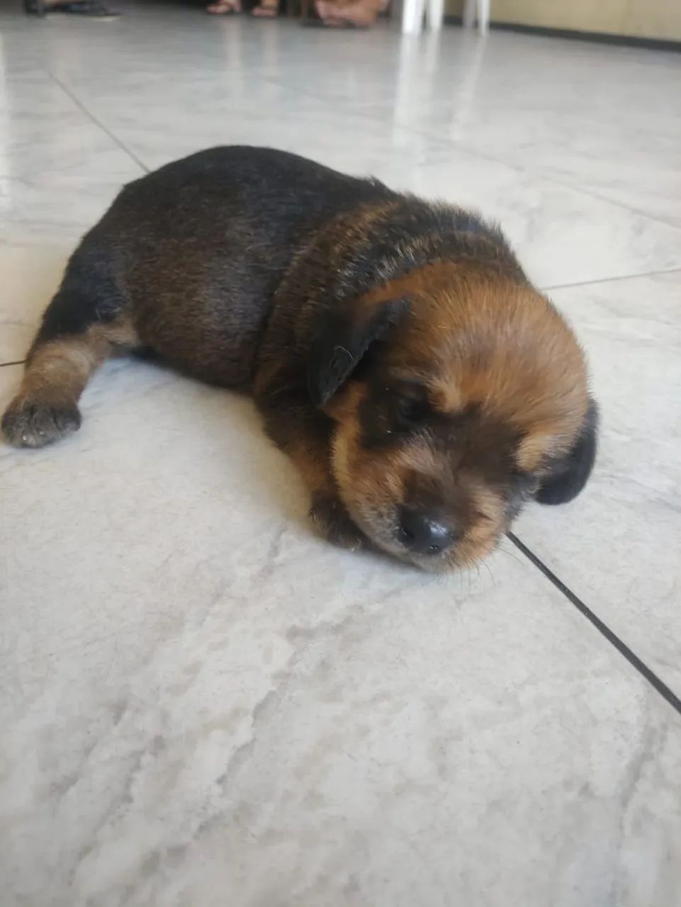 Cachorro Macho para adoção  - Foto 2