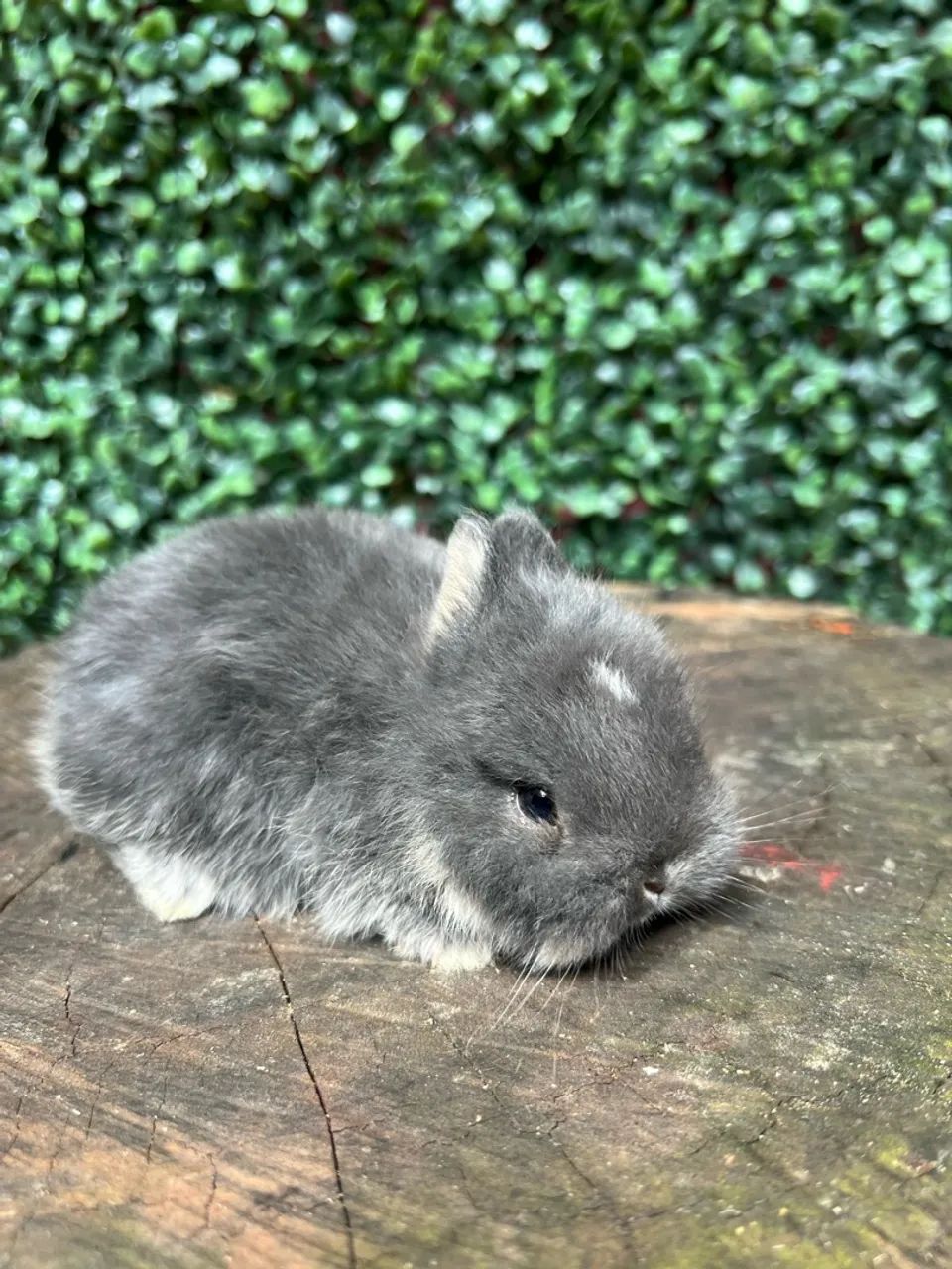Netherland dwarf  - Foto 2