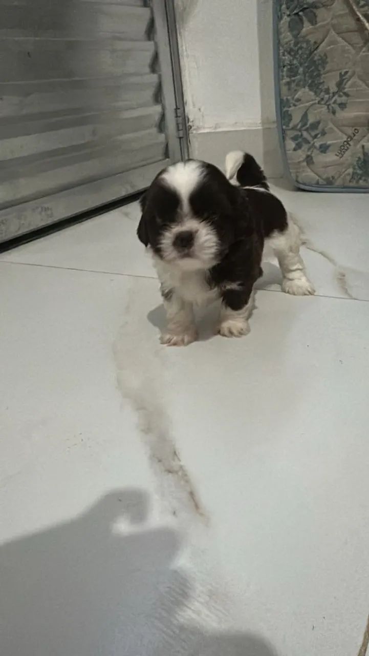Shitzu  - Foto 3