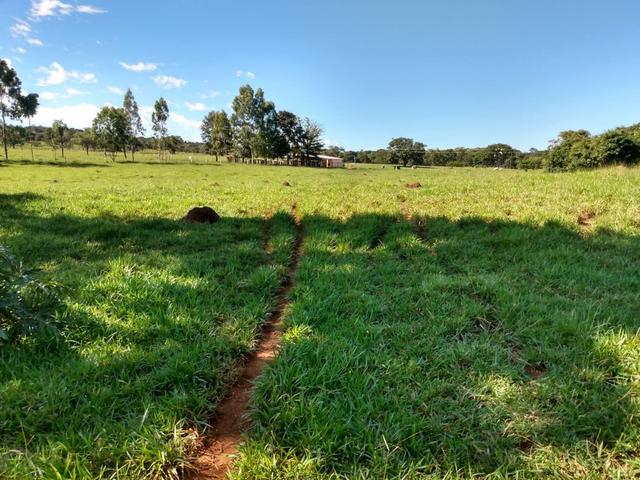 Fazenda, terra boa e pronta! - Foto 6