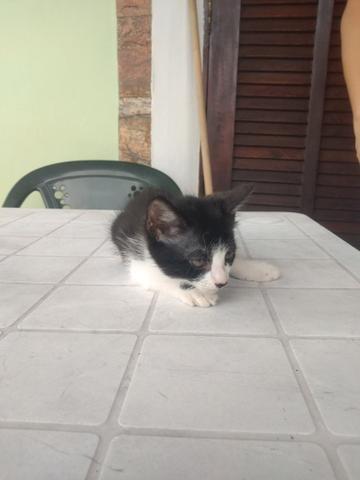 Gatinha e gatinho para doação - Foto 3
