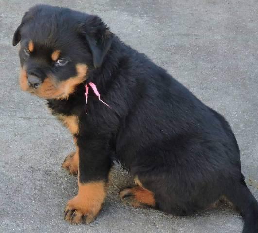 Filhotes Machos de Rottweler a pronta entrega com Pedigree Cbkc - Foto 5