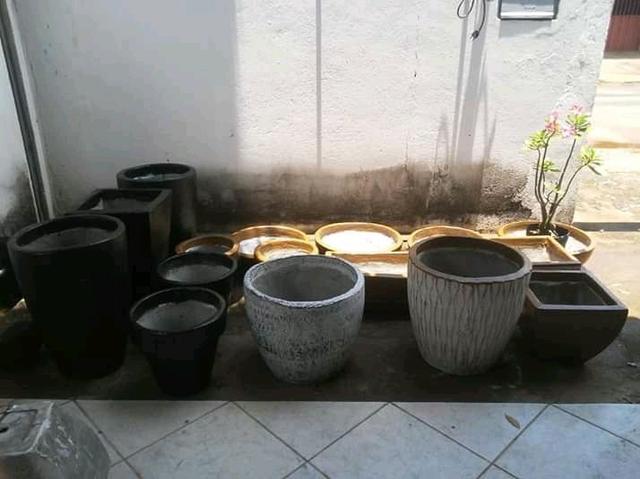 Vasos ornamentais * * - Foto 6