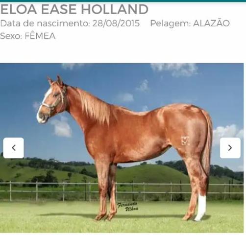 Eloa Ease Holland