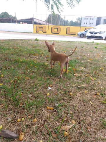 Pinscher número 1 Macho