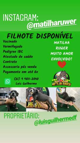 Filhotes de American Bully, linhagem Razors e ótimo fenótipo - Foto 5