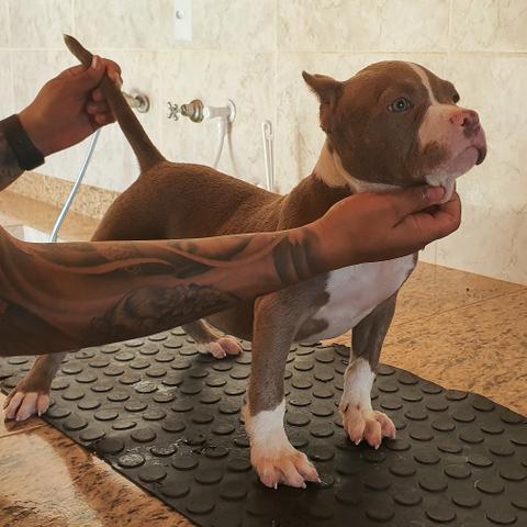 Filhotes de American Bully, linhagem Razors e ótimo fenótipo - Foto 2