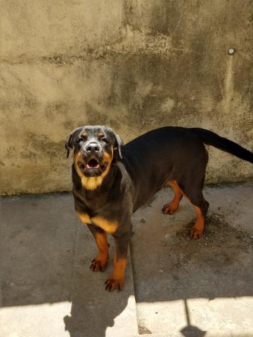 Rottweiler filhotes