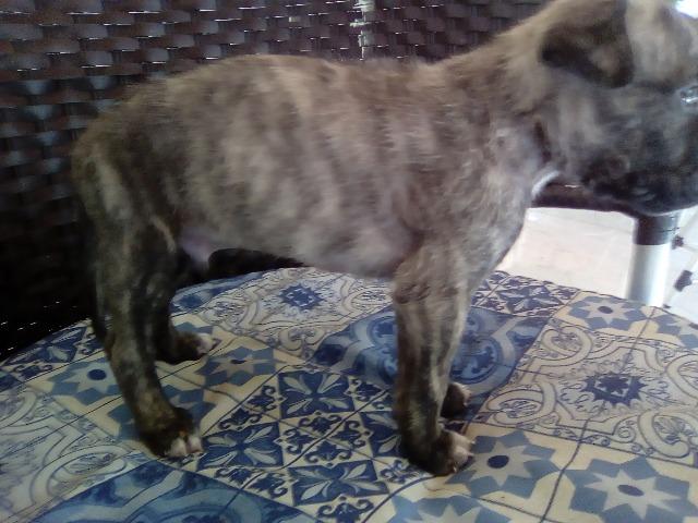Cachorros - Foto 2