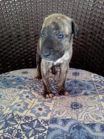 Cachorros - Foto 4