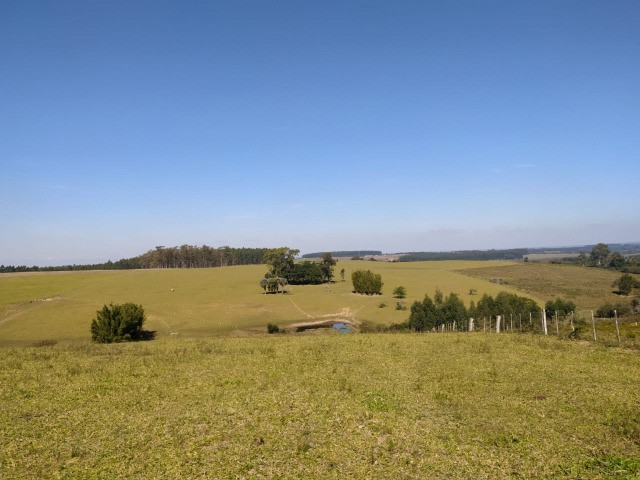Velleda oferece linda fazenda 70 hectares 10 km da RS-040, aproveita 100% - Foto 5