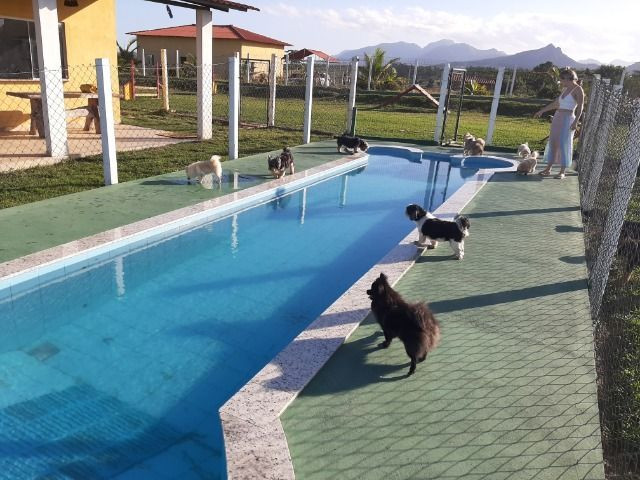Hotel pet e Adestramento com maior e melhor estrutura do estado - Foto 2